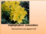 Haplophyllum suaveolens (Цельнолистник душистый)