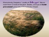 Khomutovsky Steppe is a “country of Feather grass”. We can meet there 12 kinds of this plant. Besides, one type of Feather grass unusual grow only in Khomutovsky Steppe.