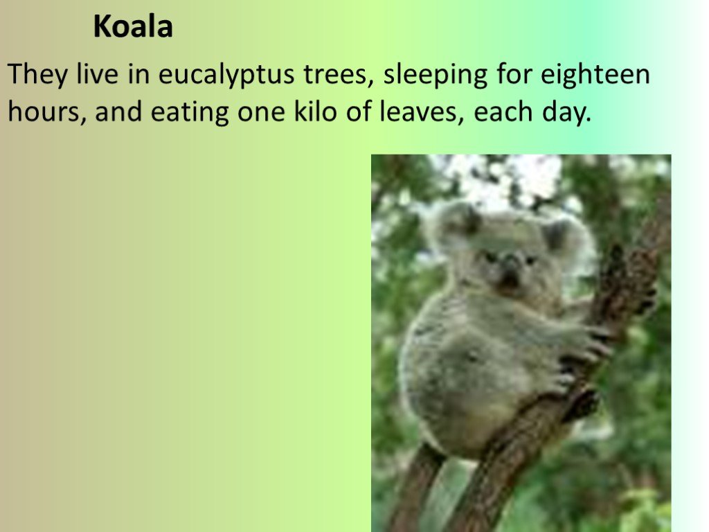 Коала перевод. Коала по английскому. Животные коала английский. Информация о коале на английском. Проект по английскому языку животные Австралии.