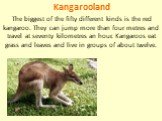 Kangarooland The biggest of the fifty different kinds is the red kangaroo. They can jump more than four metres and travel at seventy kilometres an hour. Kangaroos eat grass and leaves and live in groups of about twelve.