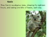 Koala They live in eucalyptus trees, sleeping for eighteen hours, and eating one kilo of leaves, each day.