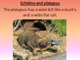 Echidna and platypus The platypus has a wide bill like a duck's and a wide flat tail.