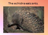 The echidna eats ants.