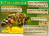 Рабочие пчелы http://fermer02.ru/honey/. Пчелиная семья в основном состоит из рабочих пчел. В хорошей семье зимой их насчитывается обычно 20—25 тыс., а летом до 60—80 тыс. и больше. Поведение рабочих пчел определяется их возрастом и теми условиями, которые складываются в гнезде и природе. Молодые пч