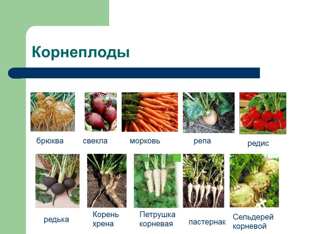 Как по фото определить овощ