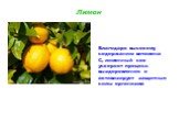 Лимон. Благодаря высокому содержанию витамина С, лимонный сок ускоряет процесс выздоровления и активизирует защитные силы организма