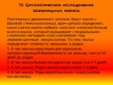 IV. Цитологическое исследование влагалищных мазков. При помощи деревянного шпателя берут мазок с боковой стенки влагалища, врач-цитолог определяет, каких клеток многослойного плоского эпителия больше всего в мазке, который окрашивают специальными сложными методами и рассматривают под люминесцентным 