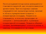 После рождения плода матка уменьшается и становится округлой, дно ее располагается на уровне пупка. При последовых схватках сокращается вся мускулатура матки, включая и область прикрепления плаценты — плацентарную площадку. Плацента не сокращается, и поэтому происходит ее смещение с уменьшающейся в 