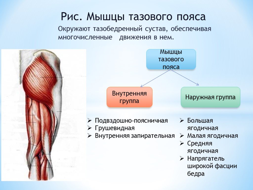 Назовите функции мышц. Мышцы пояса нижней конечности (мышцы таза). Мышцы пояса нижней конечности анатомия. Передняя группа мышц тазового пояса.