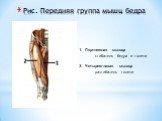 Рис. Передняя группа мышц бедра. 1. Портняжная мышца –	сгибатель бедра и голени 2. Четырехглавая мышца – разгибатель голени