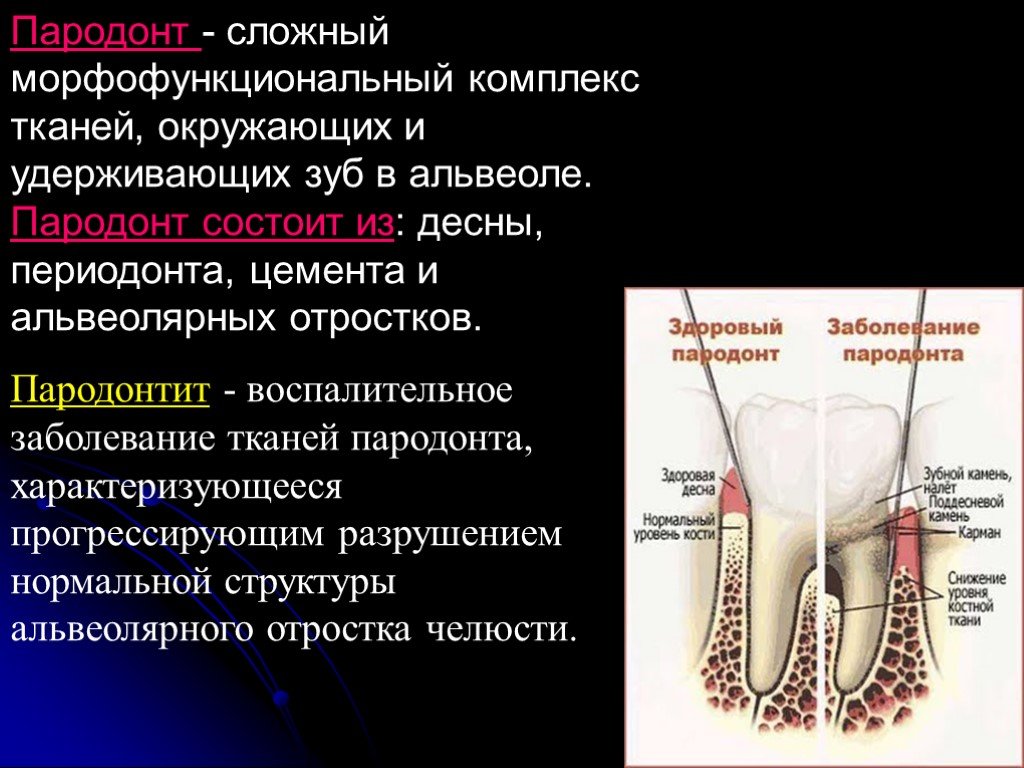 Понятие о пародонтальном комплексе особенности функционирования и биомеханики пародонта презентация