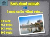 A camel can live without water…. Facts about animals 400 1) 1 week 2) 2 weeks 4) 4 weeks 3) 3 weeks