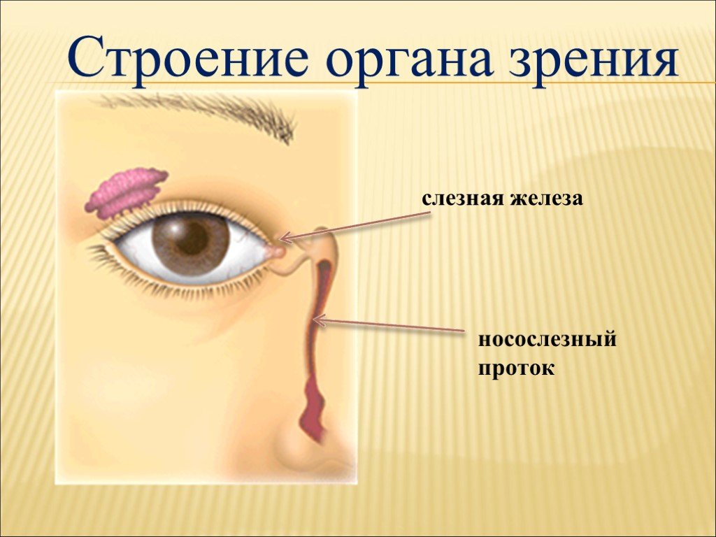 Слезная железа строение. Слезные железы органа зрения. Строение глаза слезный канал. Строение органа зрения слезная железа.