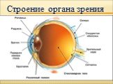 Орган зрения и зрительный анализатор Слайд: 15