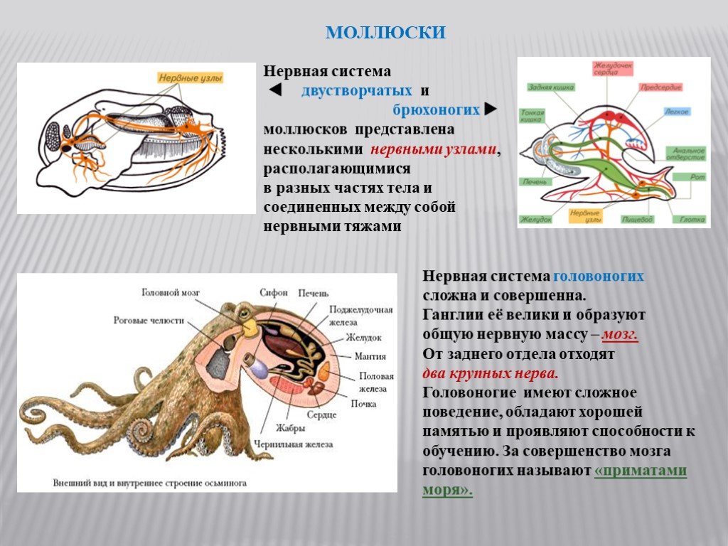 Моллюски тип кровеносной системы таблица. Тип моллюски класс двустворчатые нервная система. Класс головоногие моллюски нервная система. Строение пищеварительной системы головоногих моллюсков. Нервная система брюхоногих моллюсков Тип.