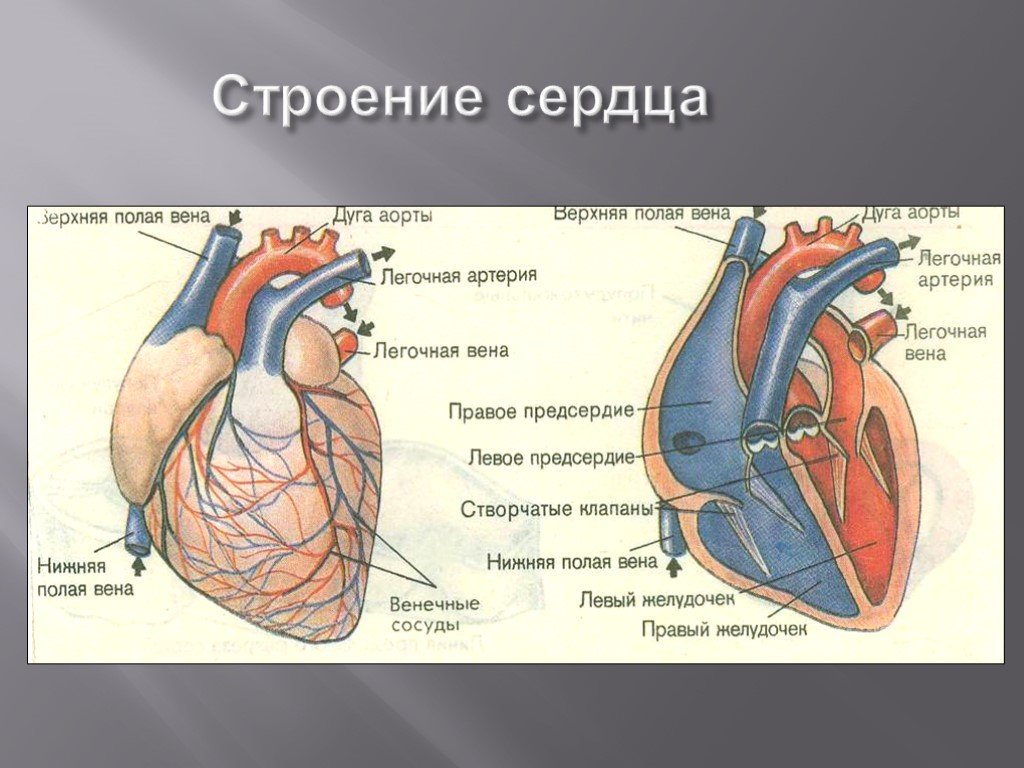 Рисунок сердца биология 9 класс