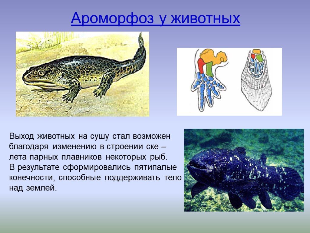 Ароморфозы класса пресмыкающихся. Выход животных на сушу. Ароморфозы животных. Ароморфозы выхода животных на сушу. Конечности кистеперых рыб и земноводных.