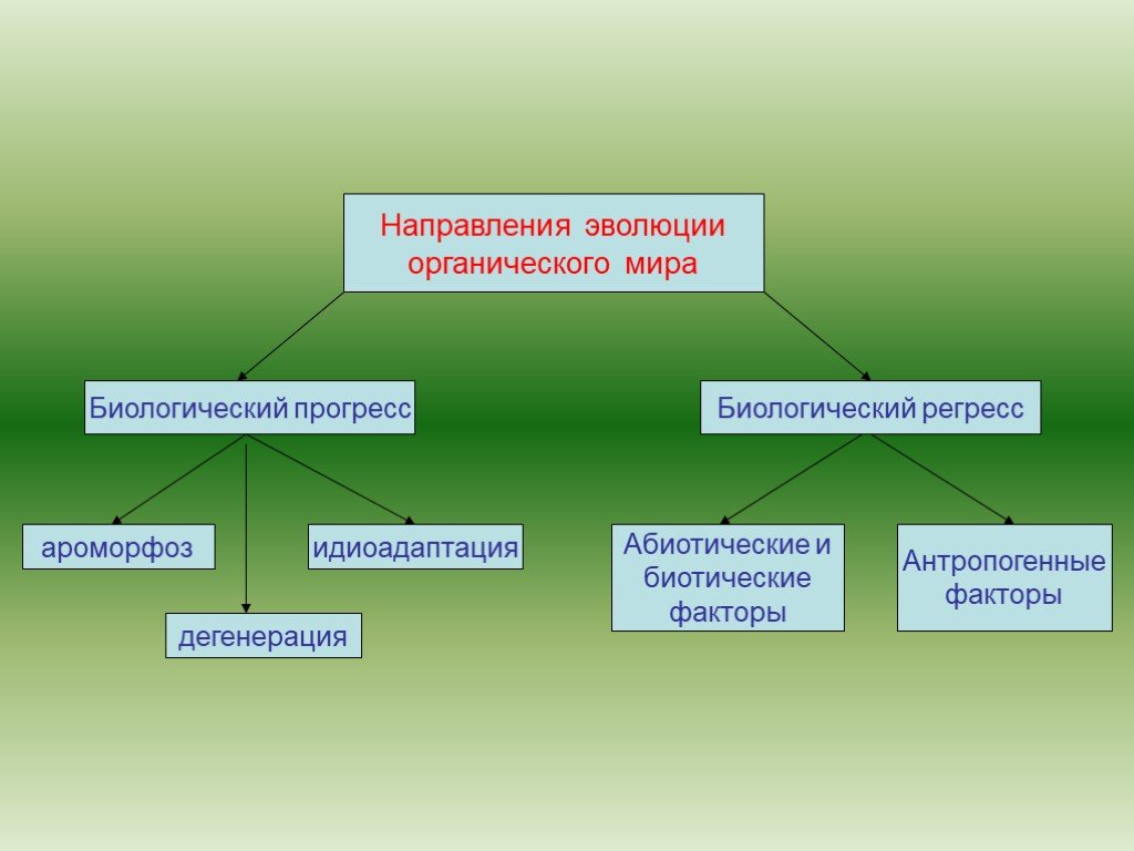 Основные направления эволюции 9 класс пономарева. Главные направления эволюции биологический Прогресс.