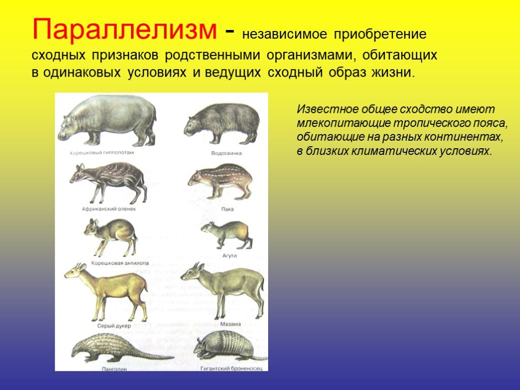 Чем определяются признаки у родственных групп. Параллелизм у животных. Дивергенция млекопитающих. Эволюционный параллелизм. Закономерности эволюции дивергенция конвергенция параллелизм.