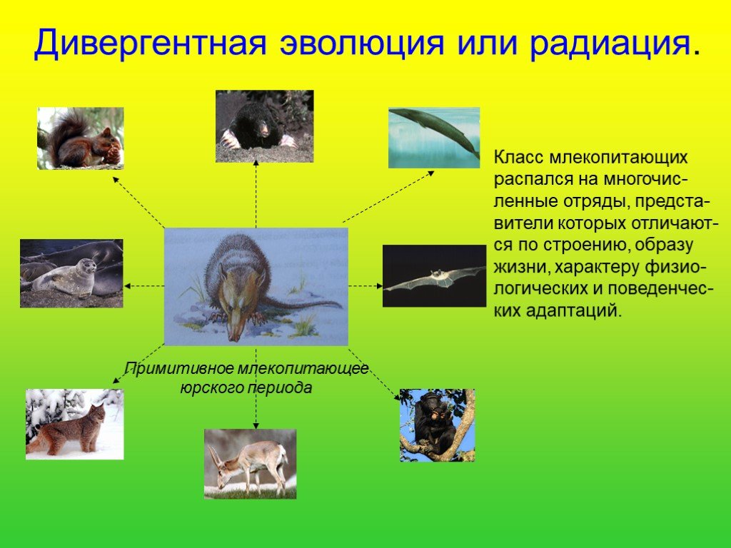 Дивергентный вид. Образ жизни млекопитающих. Дивергентная Эволюция примеры. Дивергентный характер эволюции это. Адаптивная радиация млекопитающих.