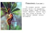 Повилика (Cuscuta L.). Это вьющееся растение - паразит не имеет листьев ( они редуцированы до мелких чешуек), корней. На стебле повилики образуются присоски (гаусто- рии), через которые из растения - хо- зяина повилика добывает питатель- ные вещества.