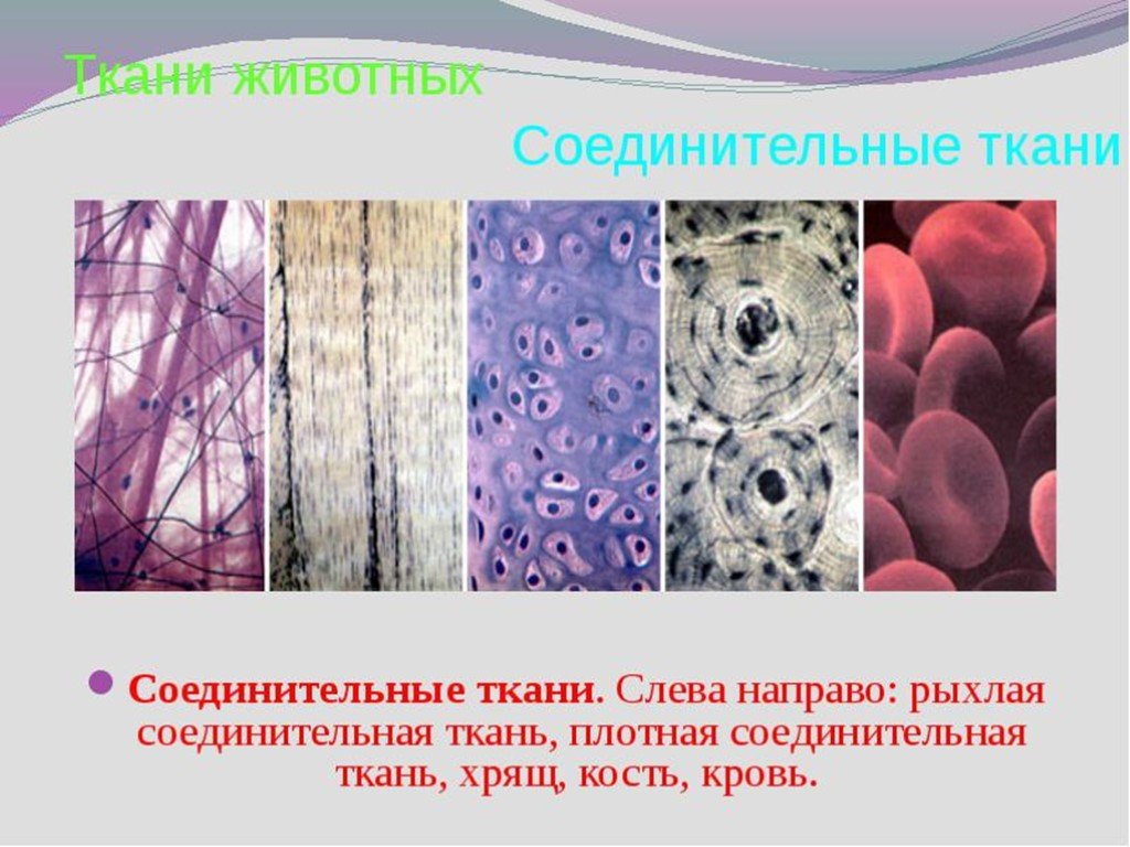 Тканевой уровень жизни. Соединительная ткань в цитологии. Рыхлая соединительная ткань это хрящ. Рыхлая соединительная ткань хрящ кровь. Многообразие соединительной ткани.