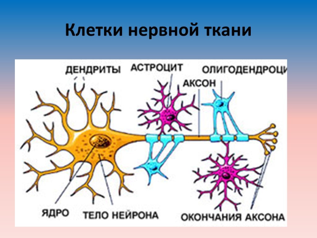 Основная клетка нервной системы. Нервная ткань Нейроны и нейроглия. Схема нервная ткань Нейрон нейроглия. Строение нейрона и нейроглии. Клетки нейроглии.