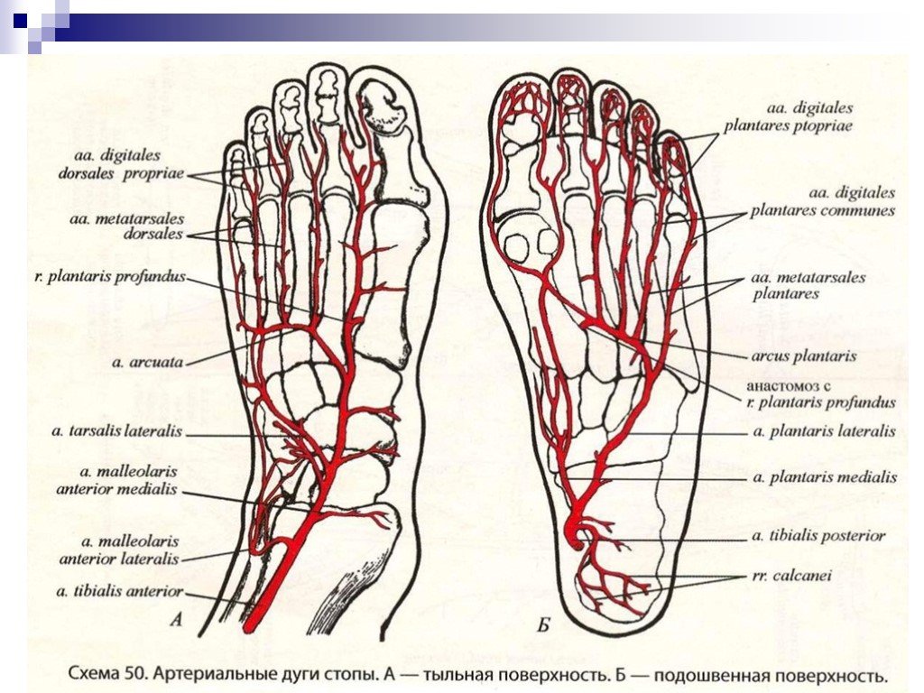 Основные артерии стопы. Артерия тыла стопы анатомия. Анатомия артерий стопы человека. Кровеносные сосуды стопы человека схема. Тыльная артерия стопы схема.
