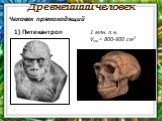 Древнейший человек. 1 млн. л.н. Vгм = 800-900 см3. 1) Питекантроп