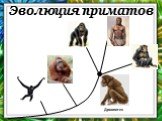 Эволюция приматов. Дриопитек