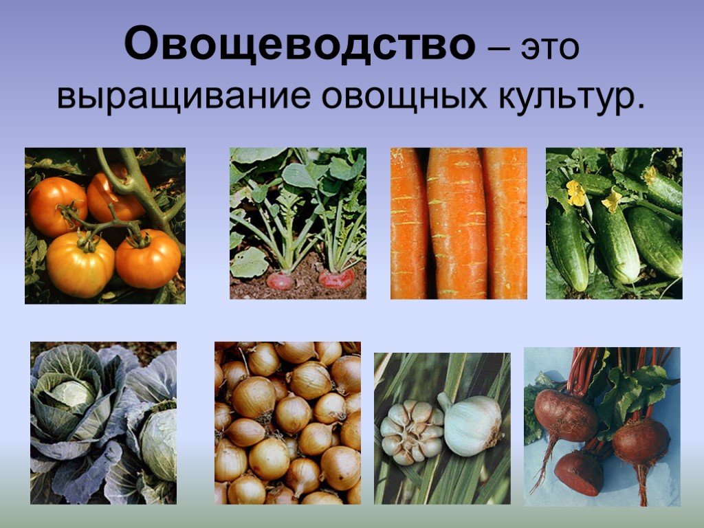Какие растения выращивают в московской области. Овощные культуры растения. Овощные культуры презентация. Презентация на тему овощные культуры. Овощные сельскохозяйственные растения.