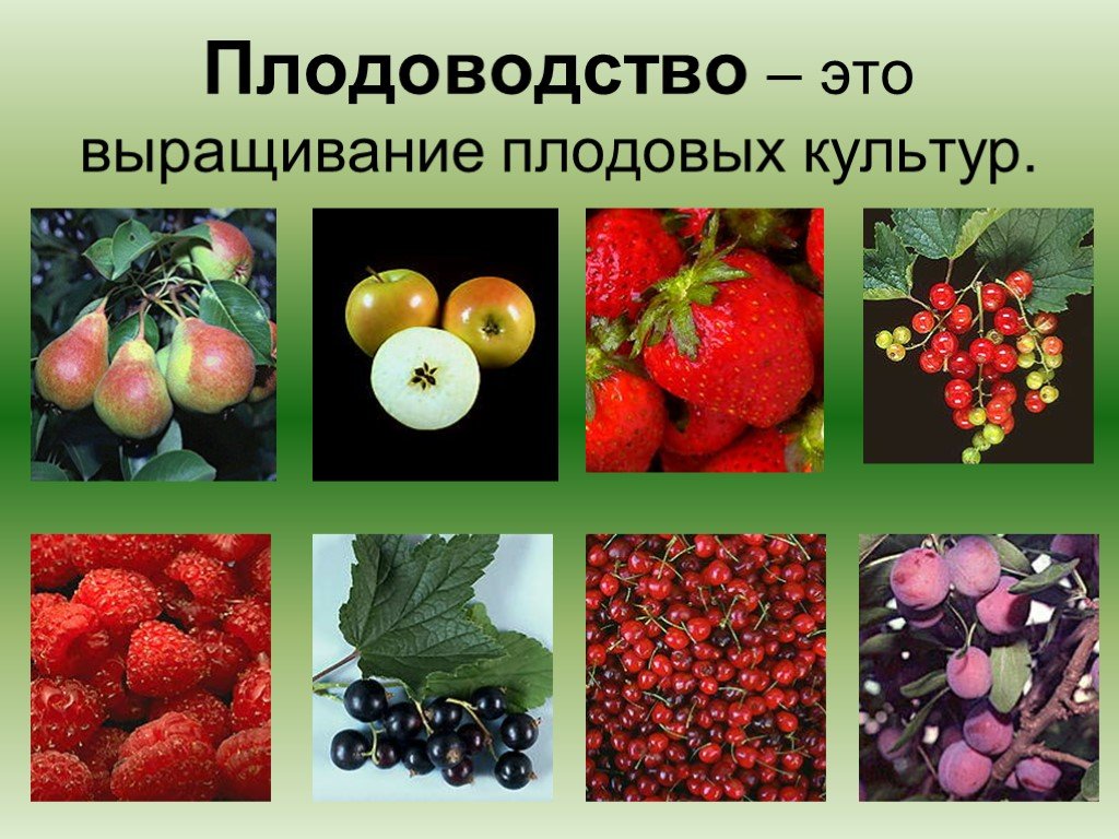 Зернобобовые овощные плодово ягодные растения