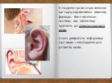 У людини орган слуху виконує ще одну надзвичайно важливу функцію. Він є частиною системи, яка забезпечує здатність до членороздільної мови. Слух є джерелом інформації про звуки і необхідний для розвитку мови.
