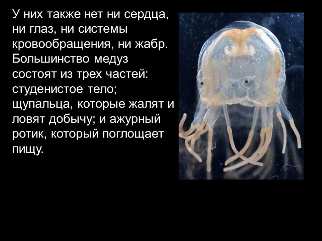 У медузы есть мозги. Интересные факты о медузах. Глаза медузы. У медузы есть глаза. Зрение медуз.