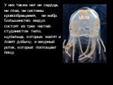 У них также нет ни сердца, ни глаз, ни системы кровообращения, ни жабр. Большинство медуз состоят из трех частей: студенистое тело; щупальца, которые жалят и ловят добычу; и ажурный ротик, который поглощает пищу.
