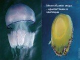 Многообразие медуз - идиодаптации в эволюции