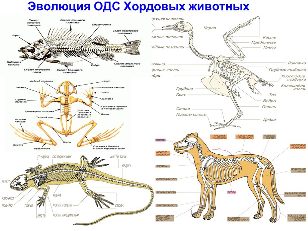 Все рисунки по биологии 7 класс