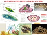 Эволюция опорно-двигательной системы Слайд: 3