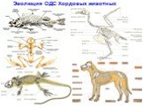 Эволюция ОДС Хордовых животных