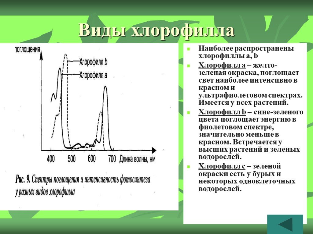 Хлорофиллы поглощают свет. . Спектры поглощения хлорофиллов а и б. Спектры поглощения хлорофилла а и б. Спектр поглощения хлорофилла. Типы хлорофиллов.