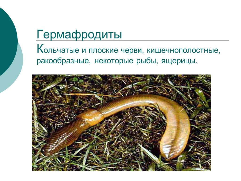 Обоеполые черви. Кольчатые черви размножение. Кольчатые черви гермафродиты. Плоские и кольчатые черви. Дождевой червь гермафродит.