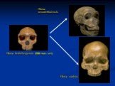 Homo neanderthalensis Homo sapiens