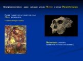 Австралопитеки дали начало роду Homo и роду Paranthropus. Самые ранние представители рода Homo назывались питекантропами. Парантропы явились тупиковой ветвью эволюции:((
