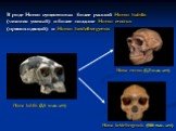 В роде Homo существовал более ранний Homo habilis (человек умелый) и более поздние Homo erectus (прямоходящий) и Homo heidelbergensis. Homo habilis (2,5 млн. лет). Homo erectus (1,3 млн. лет). Homo heidelbergensis (500 тыс. лет)