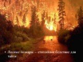 Лесные пожары – стихийное бедствие для тайги