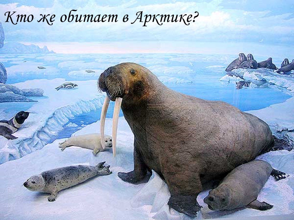 Белый медведь морж и тюлень природная зона. Моржи, тюлени, нерпы Арктика. Северный полюс морж. Антарктида морж. Зона арктических пустынь морж.