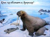 Кто же обитает в Арктике?