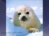 Под кожей у тюленей толстый слой жира, защищающий их от холода.