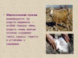 Мериносовая пряжа производится из шерсти мериноса – особой породы овец. Шерсть очень мягкая. отлично сохраняет тепло, хорошо тянется и устойчива к сминанию.