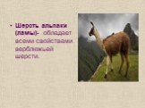 Шерсть альпаки (ламы)- обладает всеми свойствами верблюжьей шерсти.
